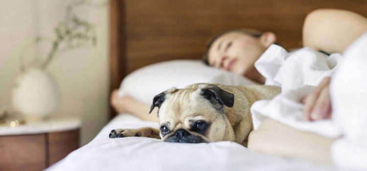 Have You Heard about Obtaining a Sleep Divorce? sleep divorce